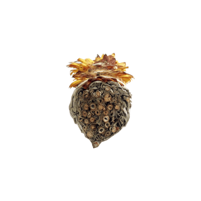 Atado de Salvia Blanca con Flor de Papel Naranja – 10 cm